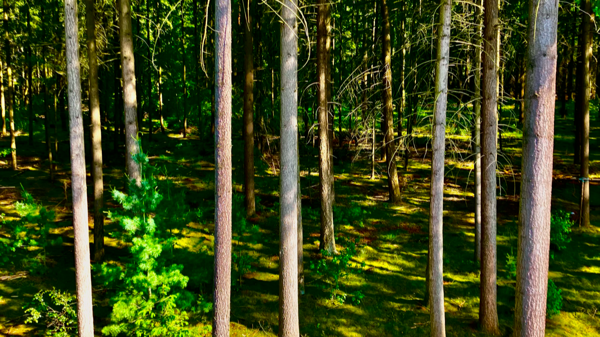 Sustainability Weekly Blog: Week 25